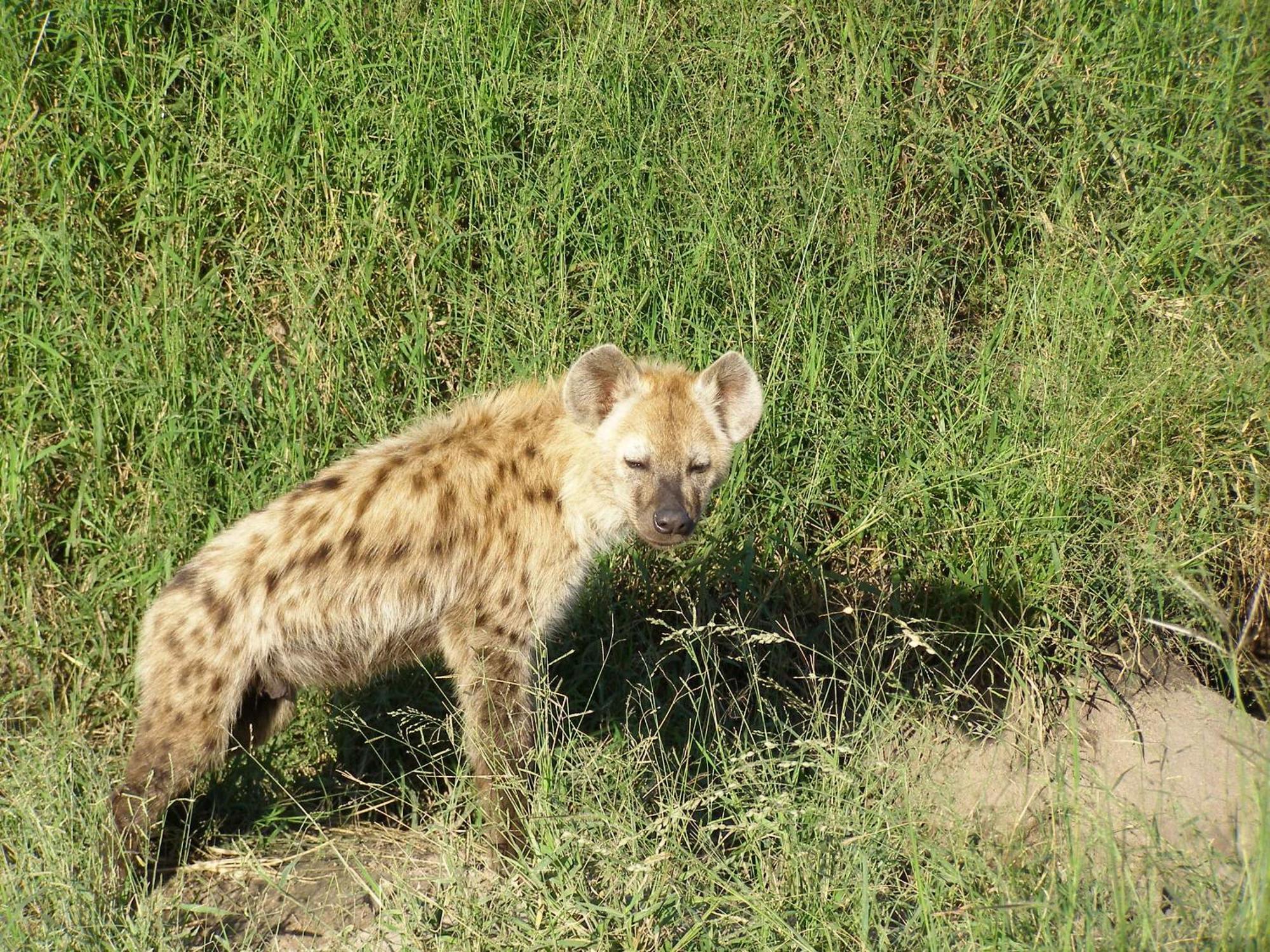 שמורת הציד סאבי סנד Thornybush Simbambili Lodge מראה חיצוני תמונה